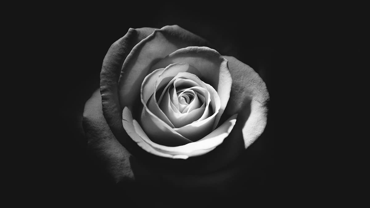 A rose by any other name…